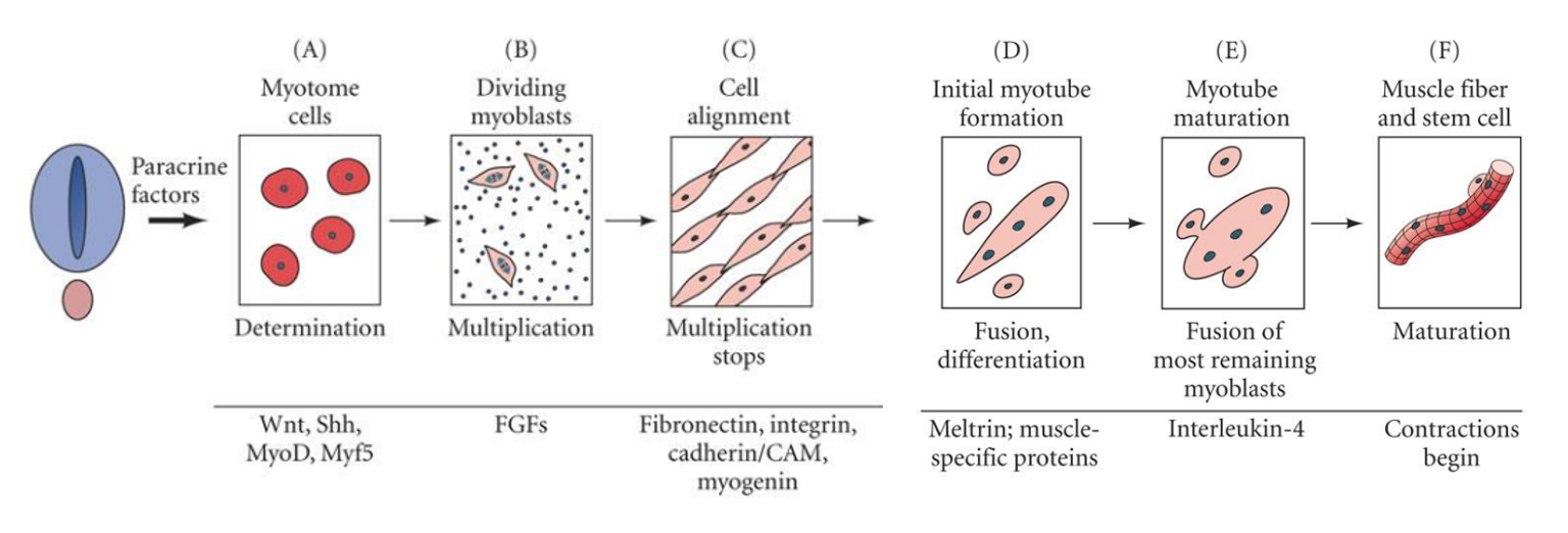 <p>A. myotome cells are specified to become myoblasts by induction of MyoD (protein regulator of muscle differentiation)</p><p>B. myoblast numbers are expanded under the influence of FGFs &gt; fibroblast growth factors</p><p>C. cell adhesion molecules control muscle cell alignement </p><p>D. myoblasts begin to fuse together to create myotubes, this occurs as myoblasts exit the cell cycle due to depletion of fibroblast growth factors (FGFs)</p><p>E. F. Myotubes complete fusion &amp; coordinated contraction can be initiated </p><ul><li><p>myotome cells become the myoblast cells &gt; when there are enough myoblast cells they line up and become the muscle cells</p></li></ul>