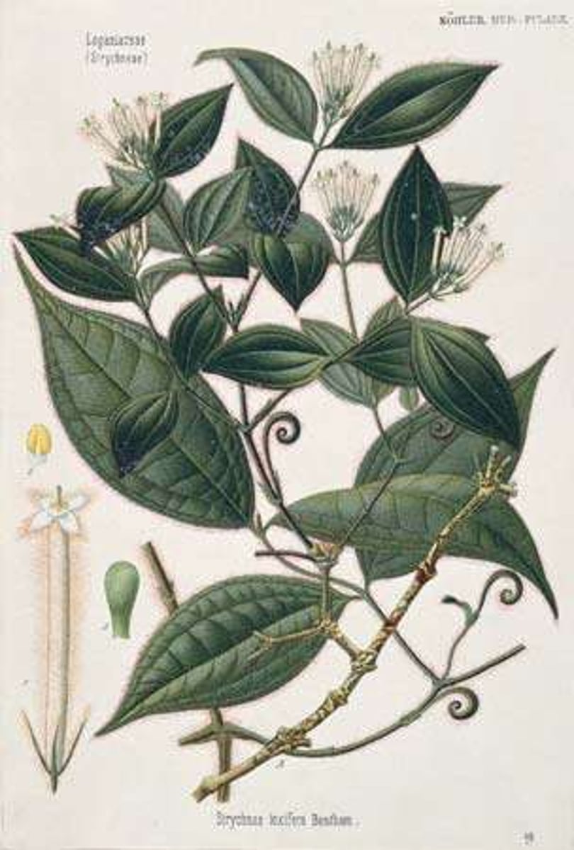 <p>what plant family? what is it? what toxin does it produce?</p>