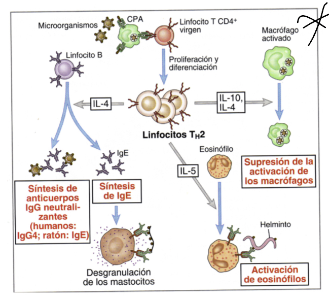 <p><span>triggers activation of eosinophils whcih can inactivate parasites</span></p>