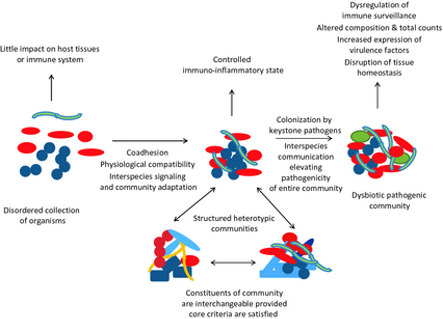 <ul><li><p>Periodontitis is initiated by a synergistic and dysbiotic microbiota, within which different members, or specific gene combinations thereof, fulfil distinct roles that converge to shape and stabilize a disease-provoking microbiota</p></li></ul><p></p>
