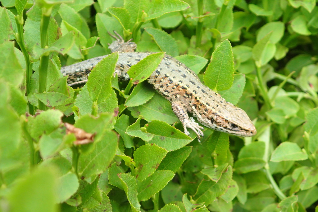 <p>Jaszczurka żyworodna</p>