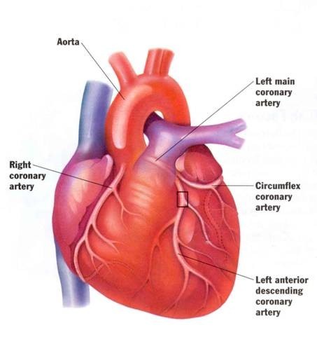 Groups of different tissues, which all work together to perform a specific job.
Each may contain several tissues.