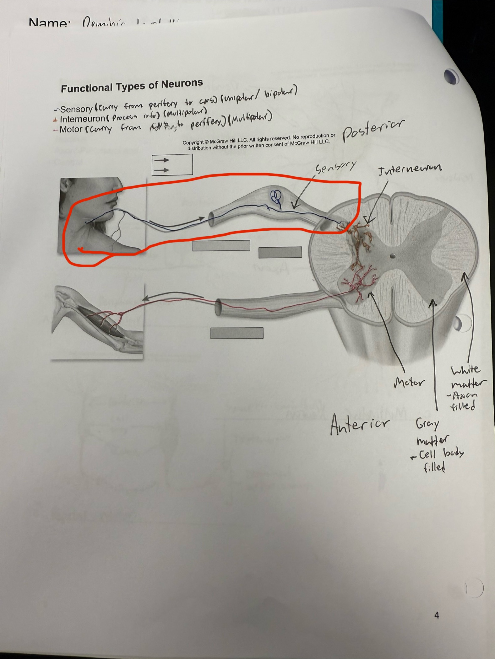 <ul><li><p>Neuron that cell body exists in posterior root ganglion with axons reaching to spinal cord and the PNS</p></li><li><p>Transmit senses from PNS to CNS</p></li><li><p>Mostly unipolar, few bipolar</p></li><li><p>Facilitates motor coordination</p></li><li><p>Location: retina, olfactory epithelium, spiral ganglia</p></li></ul><p></p>