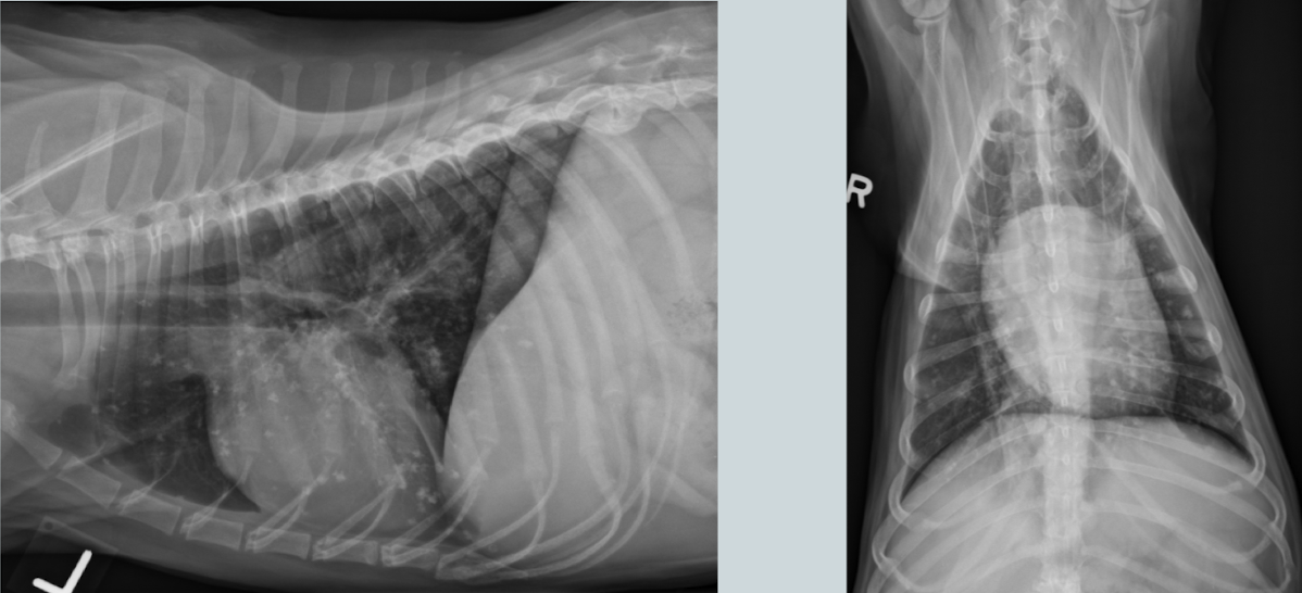<p>Lesion? Who is predisposed? </p>