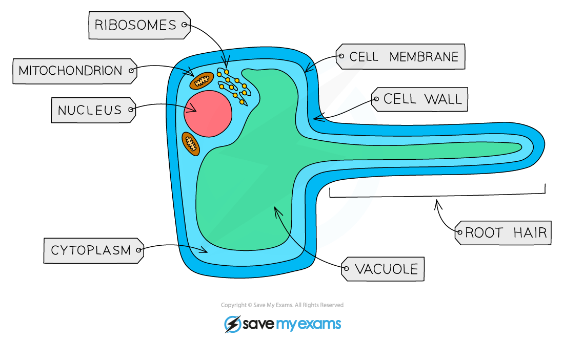 <p>How are root hair cells specialised?</p>