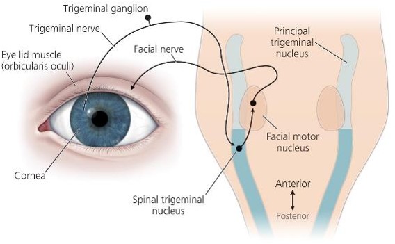 <ul><li><p>Three sets of neurons</p></li><li><p>Two cranial nerves: Trigeminal Nerve, Facial Nerve</p><ul><li><p>The cornea is innervated by the trigeminal nerve that projects to the spinal trigeminal nucleus</p></li><li><p>Neurons in the spinal trigeminal nucleus project to neurons in the facial motor nucleus that innervates the eyelid closing muscles (Orbicularis oculi)&nbsp;</p></li></ul></li></ul><p></p>