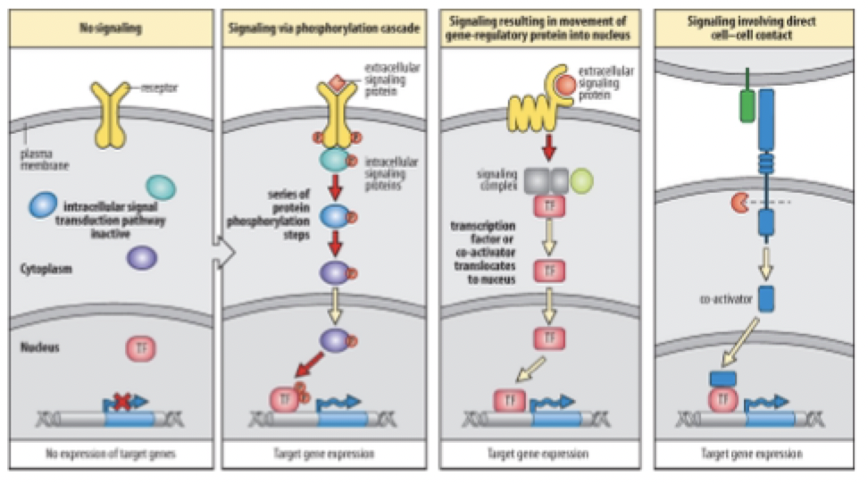 <p>three signal transduction pathways </p>