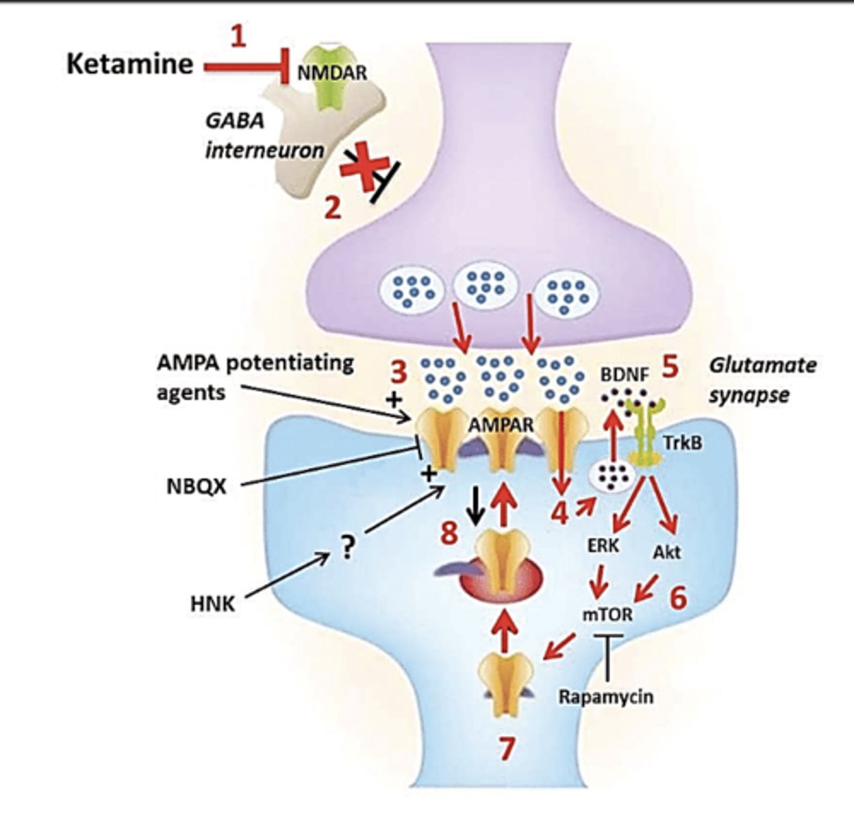 <p>New treatment option for treatment-resistant MDD (two previous failed treatment attempts and less than 50% symptom reduction)</p><p>Increases levels of glutamate and can lead to relief of depressive symptoms within hours</p><p>Induces rapid synaptogenesis</p><p>Must be administered through a nasal spray in a clinic due to the potential for side effects</p><p>--Hallucination and dissociation</p><p>Derived from the anesthetic, Ketamine, this drug must be used with a traditional antidepressant medication</p>