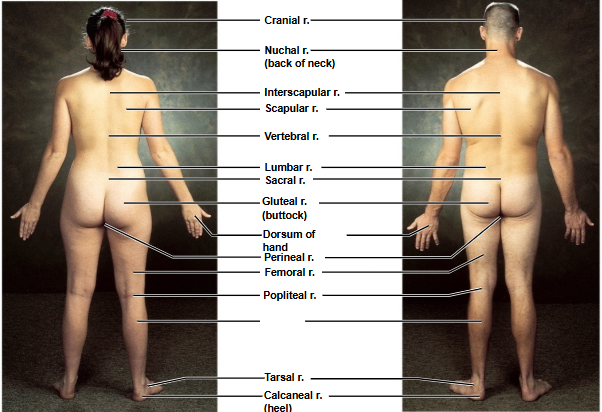 <p>Based on this posterior view, what is this region?</p>