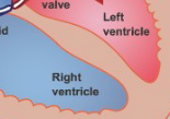 <p>wall that divides the heart into two sides</p>