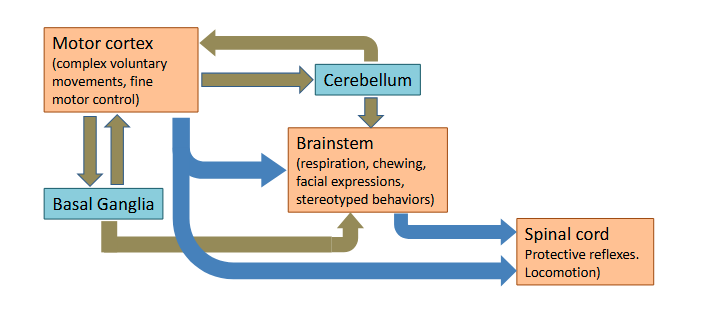 <p>The motor system has both hierarchical (blue)</p><p>and parallel (green) organization.</p>