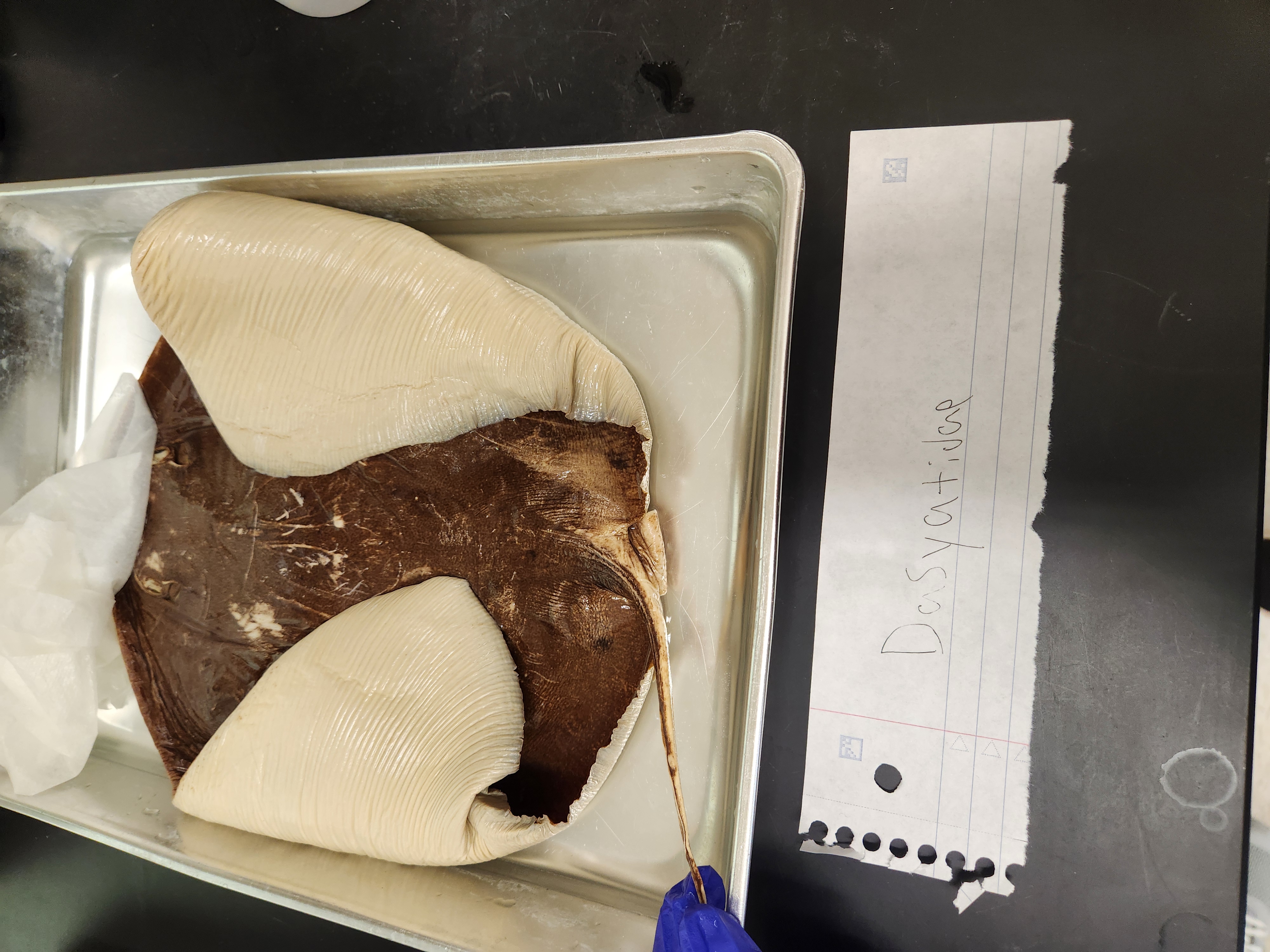 <p>whiptail stingrays</p>