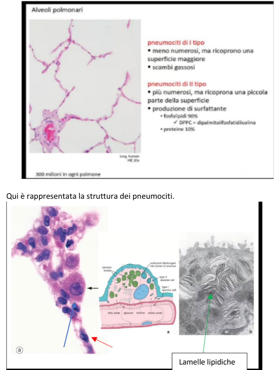 <p>La parete degli alveoli presenta:</p><ul><li><p>Pneumociti di tipo 1:</p><ul><li><p>Per la maggior parte</p></li><li><p>Cellule molto appiattite che permettono il passaggio dei gas, infatti lo spessore della barriera di diffusione è ridotto al minimo</p></li></ul></li><li><p>Pneumociti di tipo 2:</p><ul><li><p>Cellule Cubiche localizzate soprattutto negli angoli degli alveoli</p></li><li><p>La funzione principale è produrre la componente lipidica del surfactante</p></li></ul></li></ul><p>Surfactante polmonare:</p><ul><li><p>E’ un tensioattivo, abbassa la tensione superficiale per evitare l’adesione delle pareti alveolari durante l’espirazione, quindi previene il collasso degli alveoli.</p></li><li><p>La sua produzione inizia verso la 35 settimana di vita fetale:</p><ul><li><p>Se si nasce prematuramente, la sua presenza potrebbe essere ridotta o assente, quindi è necessaria una ventilazione assistita</p></li><li><p>Se si ha rischio di parto prematuro, la somministrazione di glucocorticoidi alla madre stimolano la produzione di surfactante nel feto</p></li></ul></li></ul><p>Barriera Aria-Sangue:</p><ul><li><p>I gas devono passare dall’alveolo al sangue o dal sangue all’alveolo in base al gradiente di concentrazione</p></li><li><p>Per ridurre lo spessore della barriera, le membrane basali dell’epitelio alveolare e dell’endotelio capillare si fondono in alcuni punti</p></li></ul><p></p>