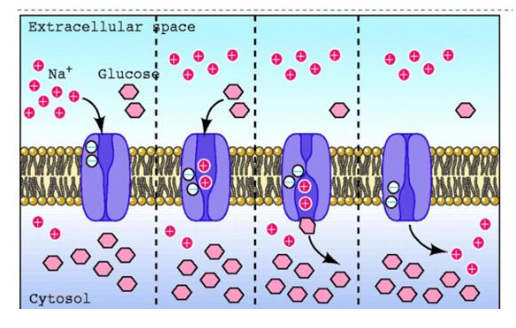 <ol><li><p><span>Two </span>Na<span style="font-family: Arial; line-height: normal; font-size: 18.7px;"><sup>+</sup> </span>bind</p></li></ol><p></p><p>2. Affinity for glucose increases, and glucose binds</p><p></p><p>3. Na<span style="font-family: Arial; line-height: normal; font-size: 18.7px;"><sup>+</sup> </span>and glucose translocate from the extracellular to the intracellular</p><p></p><p>4. 2 Na<span style="font-family: Arial; line-height: normal; font-size: 18.7px;"><sup>+</sup> </span>dissociate, affinity for glucose falls</p><p></p><ol start="5"><li><p>glucose dissociates</p></li></ol><p></p><p>6. The cycle is repeated</p>