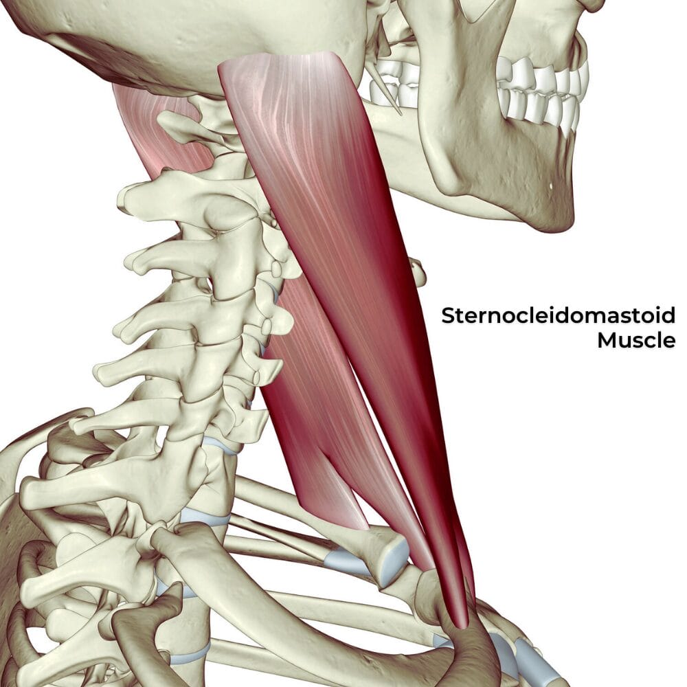 <p>Rotates and extends the head; located on the sides of the neck.</p>