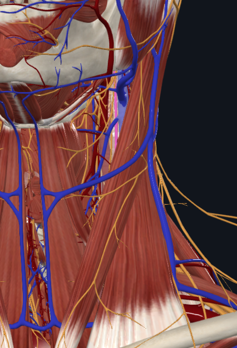 <p>What is highlighted in pink</p>