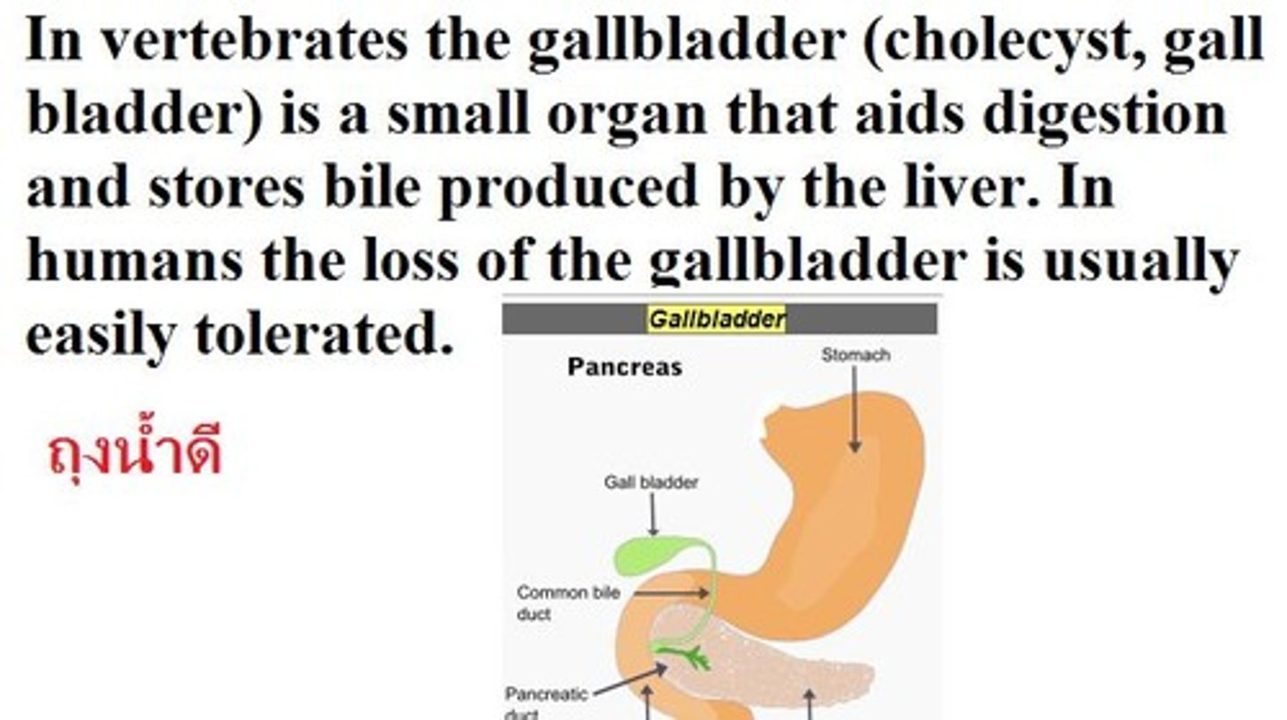 <p>gallbladder</p>