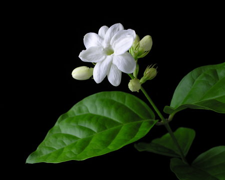 White arabian jasmine