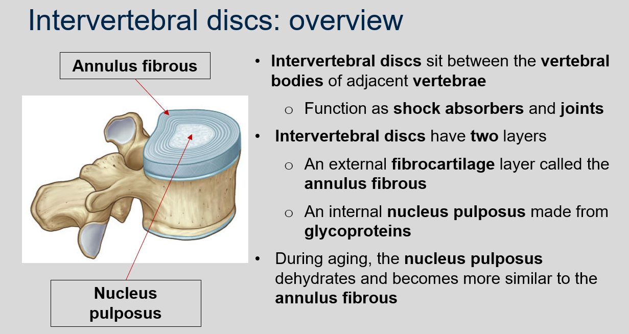 <p>Intervertebral discs sit between the vertebral bodies of adjacent vertebrae and function as shock absorbers and joints.</p>