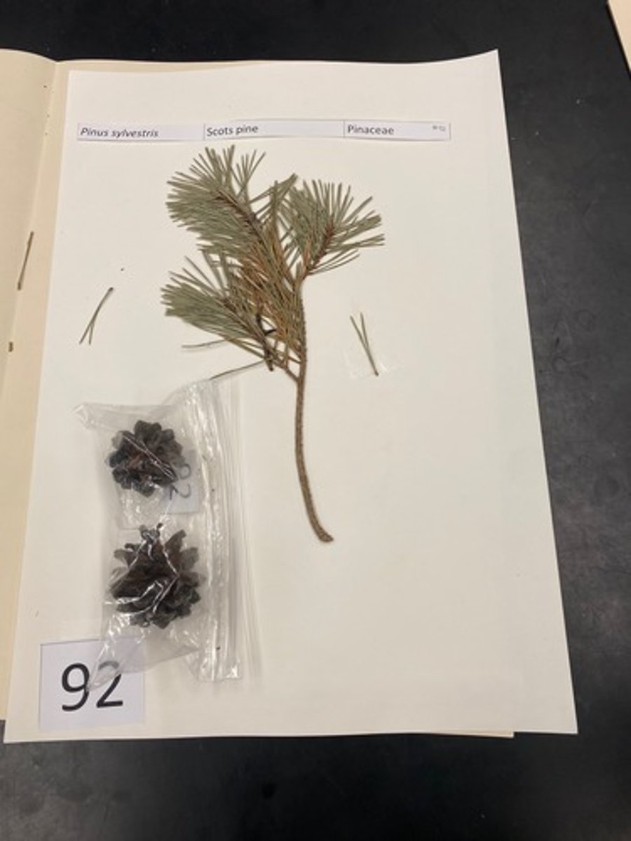 <p>Pinus sylvestrus (Pinaceae)</p>