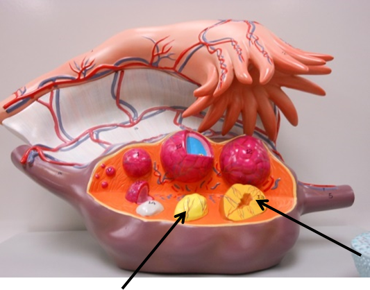 <p>What is the indicated structure</p>