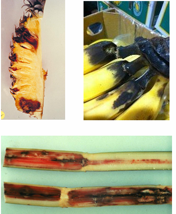<p>Evanescent (quick dissolving) asci - in perithecium</p><p>Sap stains, cankers, or vascular wilts = damaging the xylem</p><p>can&nbsp;affect non-tree monocots and dicots</p><p>“fruity” odor – volatile alcohols and esters</p>