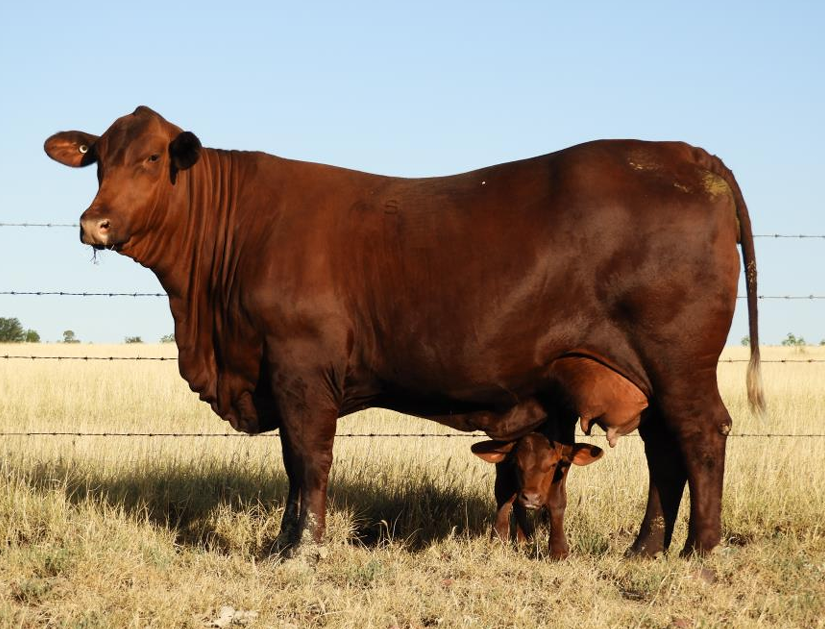 <ul><li><p>Created to breed off the Gertrudis’ bad traits</p><ul><li><p><strong>King Ranch 1990</strong></p></li><li><p><strong>Better carcass</strong></p></li><li><p><strong>Better maturity</strong></p></li></ul></li><li><p>Not a “<strong>true</strong>” American Breed</p><ul><li><p><strong>5/16 Shorthorn, 3/16 Brahman, ¼ Red Angus, ¼ Gelbvieh</strong></p></li><li><p>SBRaG</p></li></ul></li></ul><p></p>