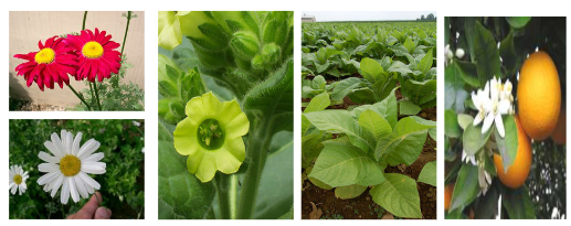 <ul><li><p><span style="background-color: transparent;"><em><span>Natural</span></em><span> insecticides.</span></span></p><ul><li><p><span style="background-color: transparent;"><span>Toxicants derived from plants.</span></span></p></li></ul></li><li><p><span style="background-color: transparent;"><span>Ex: Pyrethrum is extracted from 2 species of chrysanthemum flowers; fast knockdown of a variety of pests</span></span></p></li><li><p><span style="background-color: transparent;"><span>Ex: Nicotine (an alkaloid) is extracted from tobacco; control of aphids and caterpillars.     </span></span></p></li><li><p><span style="background-color: transparent;"><span>Ex: Rotenone is found in the roots of two genera of legumes in S. America; used to kill leaf-eating insects and also fish!</span></span></p></li><li><p><span style="background-color: transparent;"><span>Ex: Limonene extracted from citrus peel; used against pests of pets (e.g. fleas, lice, mites, ticks).</span></span></p></li></ul><p></p>