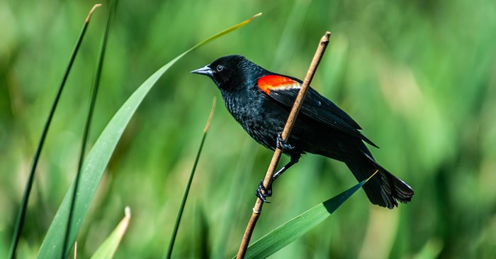 <ul><li><p>Black</p></li><li><p>Red/orange epaulettes on shoulder</p></li></ul><p></p>