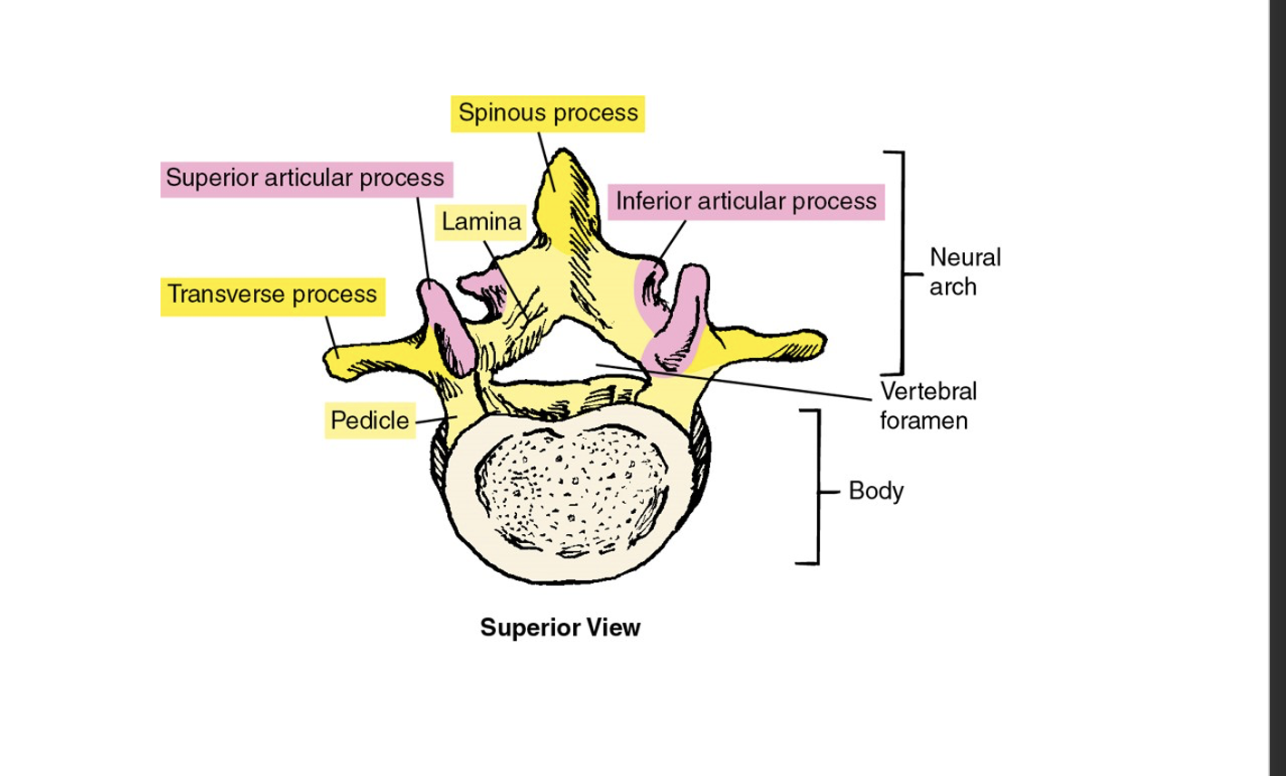 <p>include the spinous process, transverse process, and vertebral body that provide attachment points for muscles and ligaments. </p>