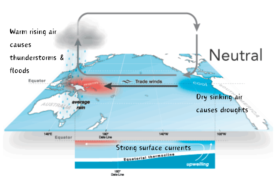 <ul><li><p>Trade winds blow from east to west → driven by earths rotation or uneven heating atmosphere </p></li><li><p>Warm surface water is pushed west &amp; cold upwelling in east</p></li></ul><p></p>