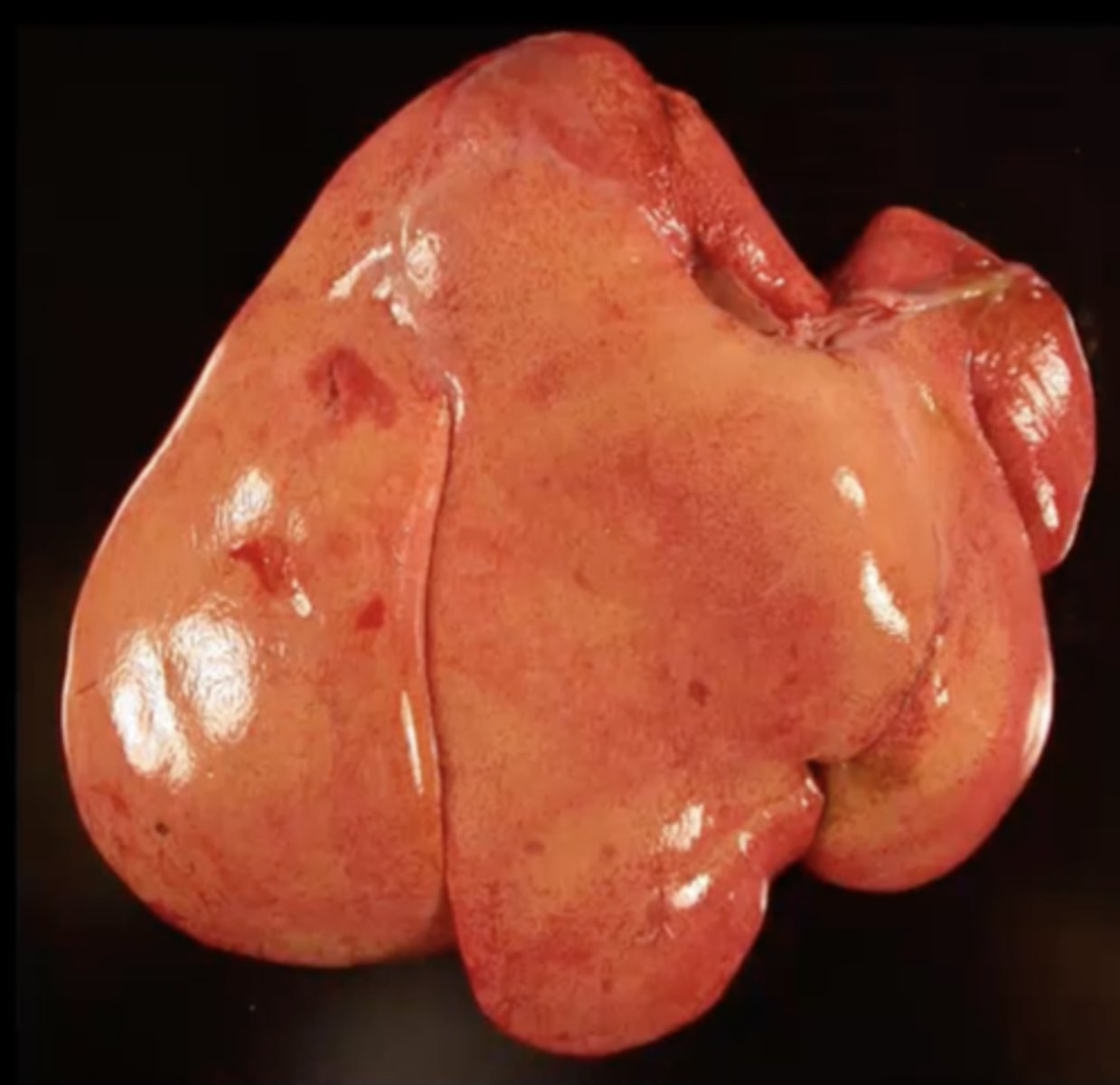<p>Monkey liver: What caused this gross appearance?</p>