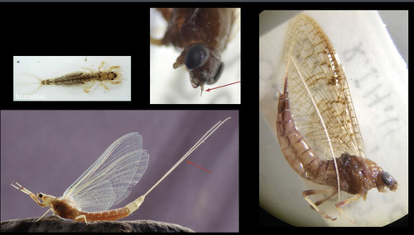 <p>- 2 or 3 long caudal filaments</p><p>- membranous wings with numerous cross vein</p><p>- forewings large and triangular, hind wings rounded, small or absent</p><p>- antennae short, small, and setaceous</p>