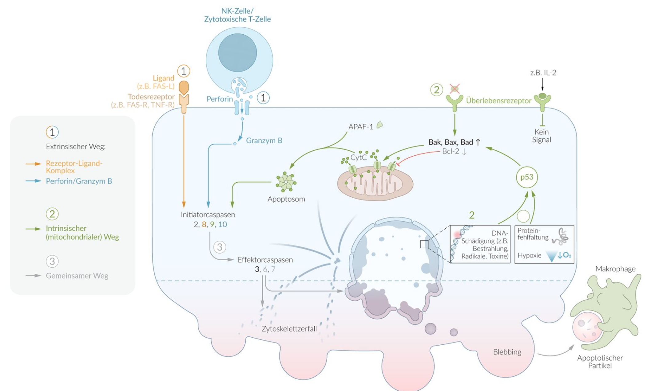 <p>C. Mitochondria</p>