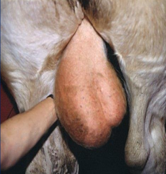 <p>What is this?</p><p>Caused by?</p><p>Dx?</p><p>Impacts?</p><p>TX?</p>