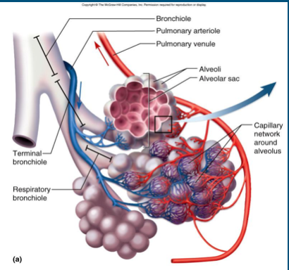* Form web around alveolar sacs 
* Very close proximity to alveolus promotes easy gas exchange 