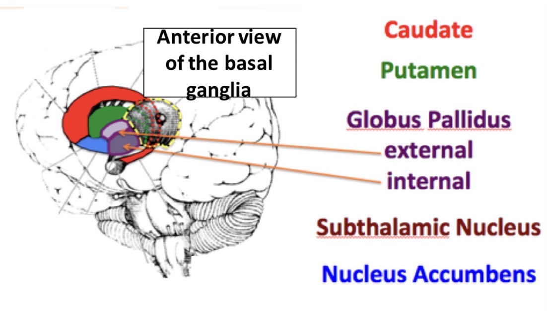 <p>A group of <strong>interconnected nuclei</strong> located <mark data-color="green" style="background-color: green; color: inherit;">deep at the base of the forebrain</mark>. They work together to regulate:</p><ul><li><p><mark data-color="yellow" style="background-color: yellow; color: inherit;">Voluntary movement</mark></p></li><li><p><mark data-color="yellow" style="background-color: yellow; color: inherit;">Procedural learning (learning skills and habits)</mark></p></li><li><p><mark data-color="yellow" style="background-color: yellow; color: inherit;">Routine behaviors</mark></p></li><li><p><mark data-color="yellow" style="background-color: yellow; color: inherit;">Eye movements</mark></p></li><li><p><mark data-color="yellow" style="background-color: yellow; color: inherit;">Cognition and emotion</mark></p></li></ul><p></p><p>Rather than directly causing movement, the basal ganglia <strong>help select and control appropriate movements</strong>.</p>