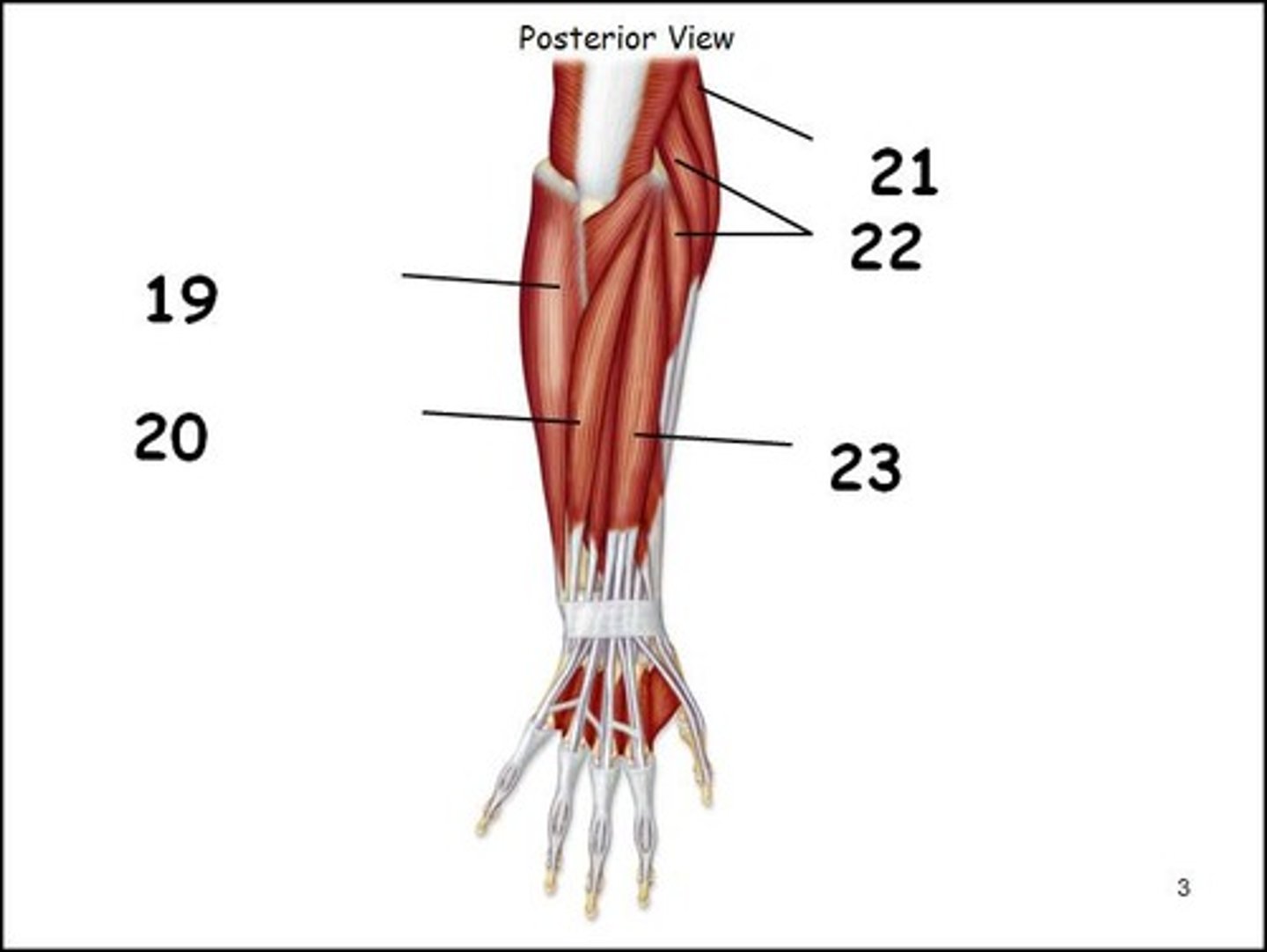 <p>top of #22</p><p>Action: extend wrist and abduct hand</p><p>motor innervation: radial nerve</p>