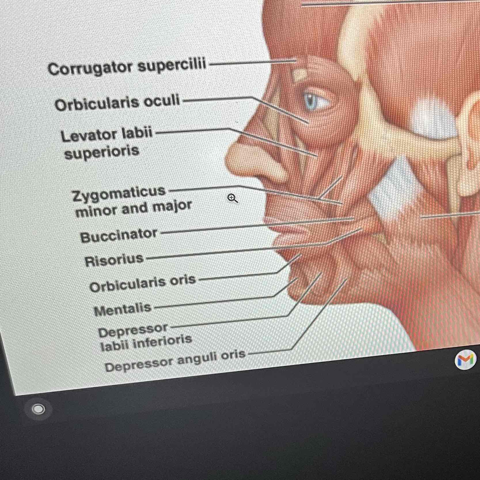 <p>1) Zygomaticus: O: zygomatic bone .I: skin and muscle at corner of mouth. A: smiling</p><p>2) Risorius :O: lateral fascia associated w/ masseter muscle. I : skin at angle of mouth. A: tenses lips ( synergist of zygomaticus)</p><p>3) orbicularis oris : O:facial muscles associated with lips. I : encircles mouth .A : closes lips</p>