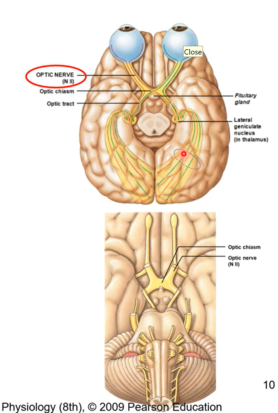 <ul><li><p>formed from axons of retina ganglion cells from eyeballs</p></li><li><p>fibres from each nerve run from to each hemispheres at optic chiasm then make its way back to occipital love</p><ul><li><p>allow for 3D vision (sensory)</p></li></ul></li></ul><p></p>