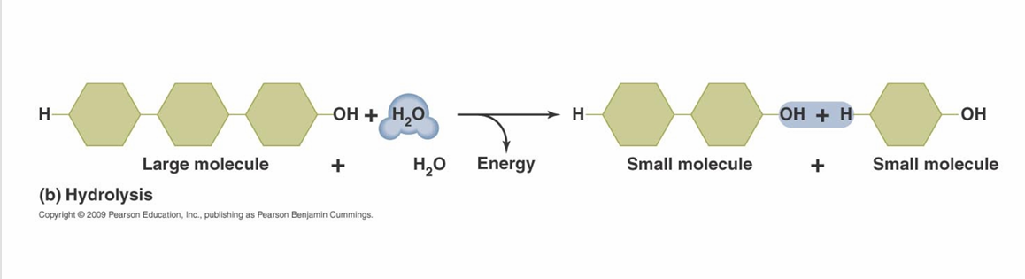 <p>Hydrolysis reactions</p>