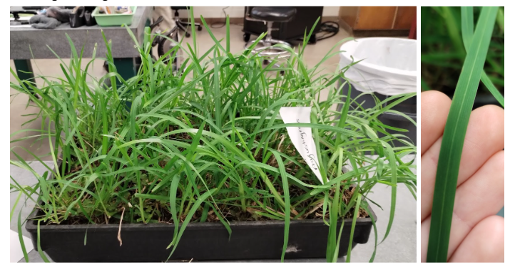 <p>St. Augustinegrass</p>