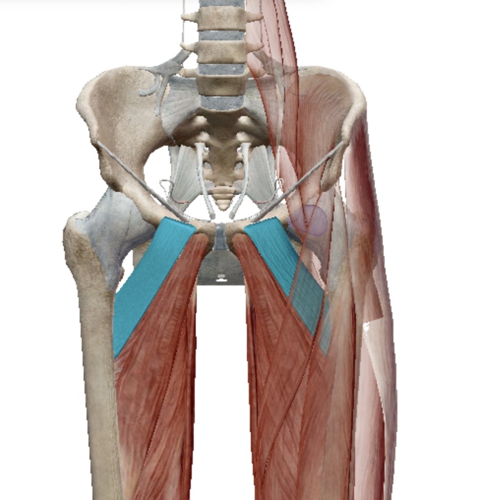 <p>Identify this muscle</p>