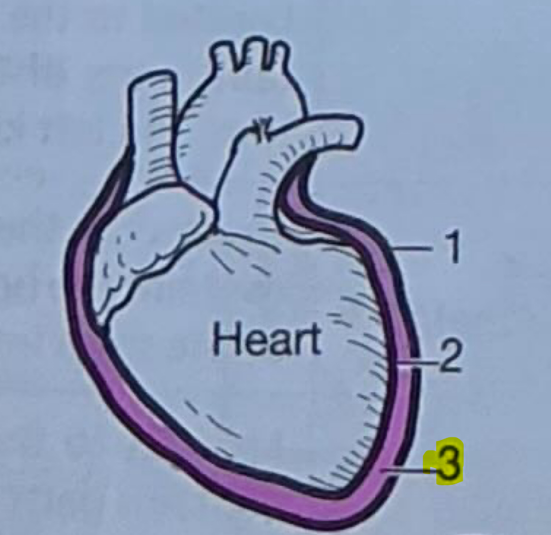 <p>Narrow, fluid-filled space between parietal and visceral layers of serous membrane</p>