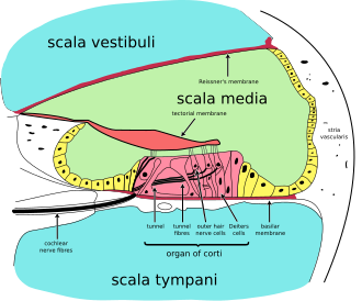 <p>Scala Tympani</p>