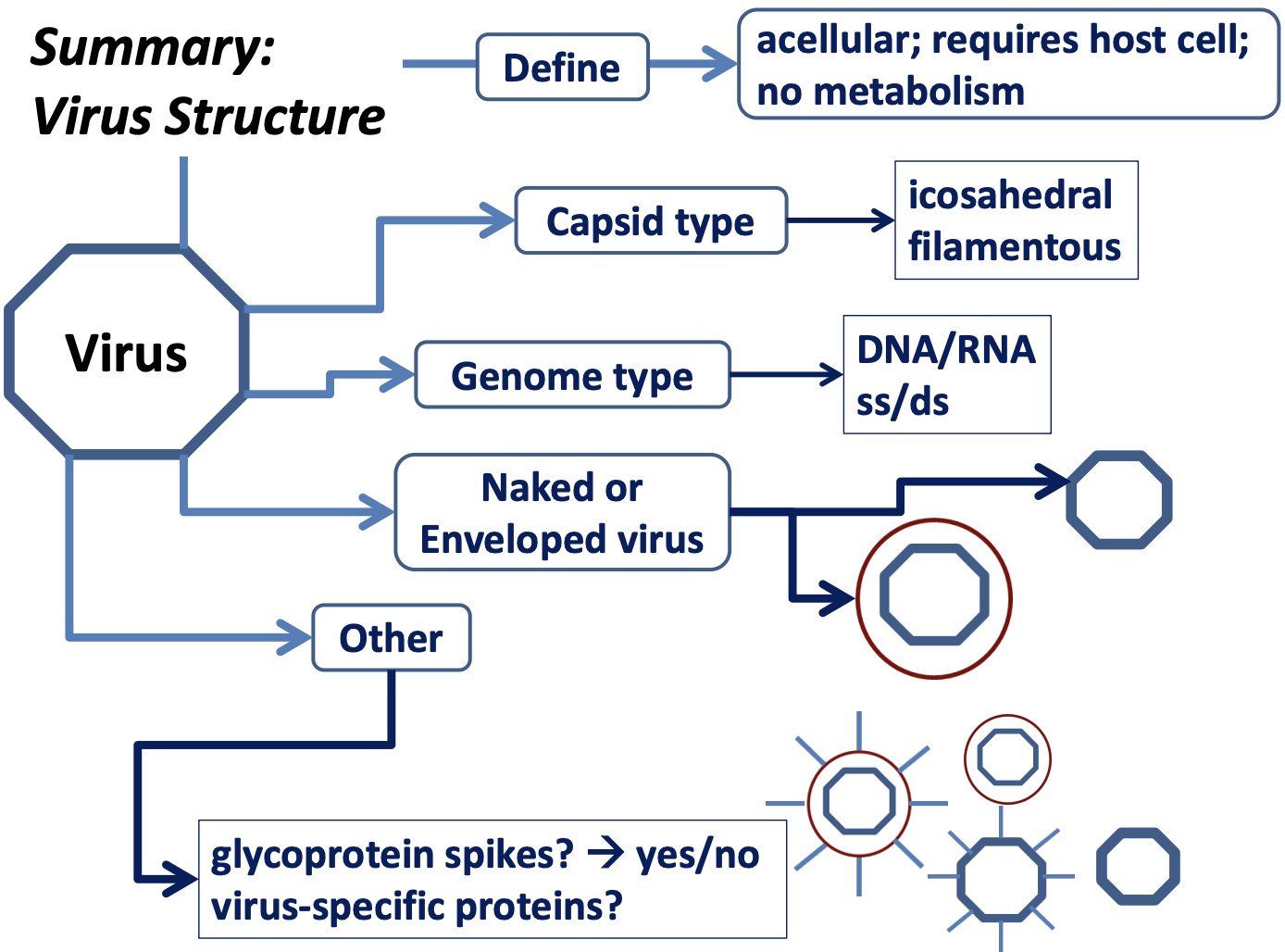 <p><strong><span>Basic Virus Structure: </span></strong>Some viruses have extra parts</p>