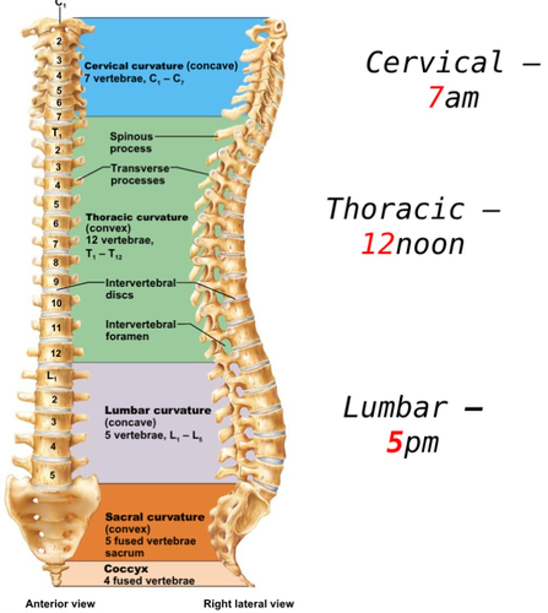 <p>Vertebral column</p><p>- Cervical vertebrae (7)—vertebrae of neck</p><p>- Thoracic vertebrae (12)—vertebrae of thoracic cage</p><p>- Lumbar vertebrae (5)—vertebrae of lower back</p><p>- Sacrum—bone inferior to lumbar vertebrae</p><p>- Coccyx—terminus of vertebral column</p>