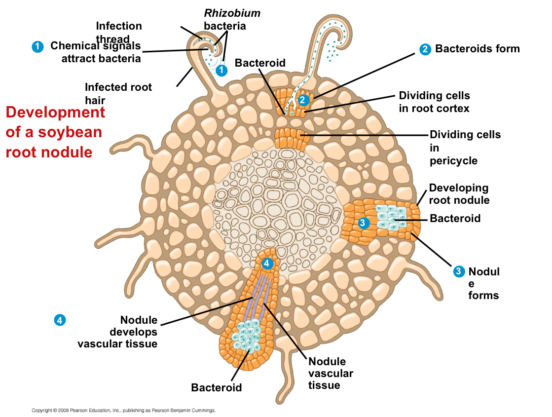 <p>What does the development of a nitrogen-fixing root nodule depend on?</p>