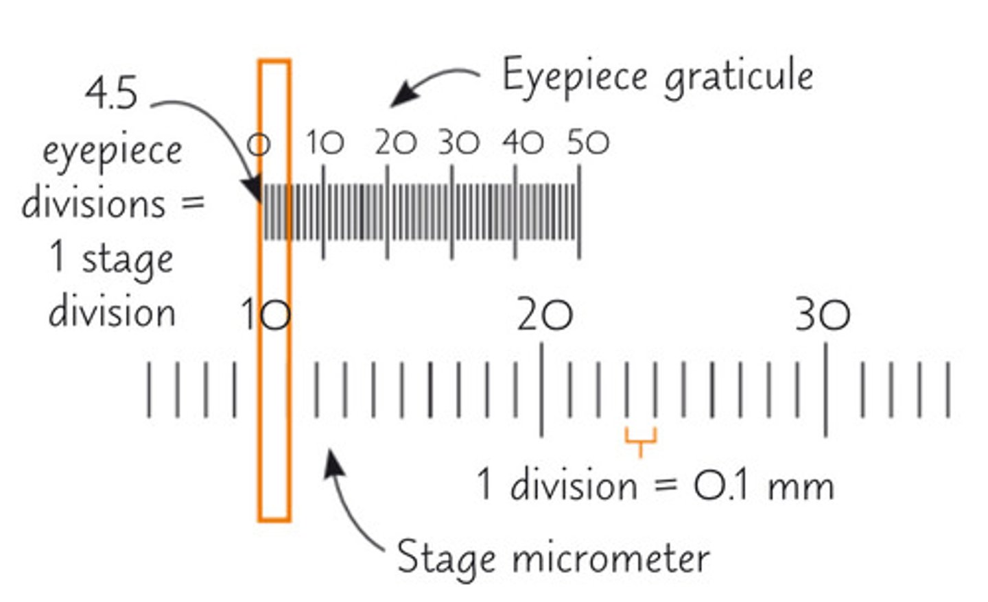 <p>-Line up the stage micrometer and eyepiece graticule whilst looking through the eyepiece</p><p>-Count how many divisions on the eyepiece graticule fit into one division on the micrometer scale</p><p>-Each division on the micrometer is 10μm, so this can be used to calculate what one division on the eyepiece graticule is at the current magnification</p>