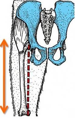 <p><span>non-bipedal primate</span></p>